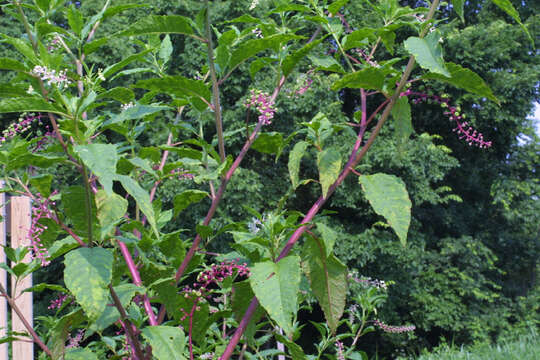 Image of pokeweed