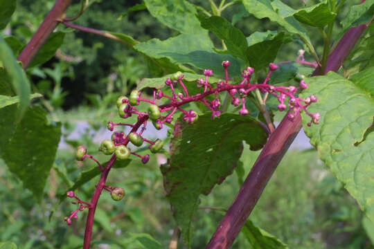 Image of pokeweed