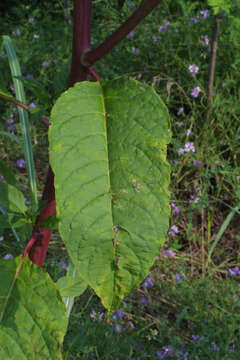 Image of pokeweed