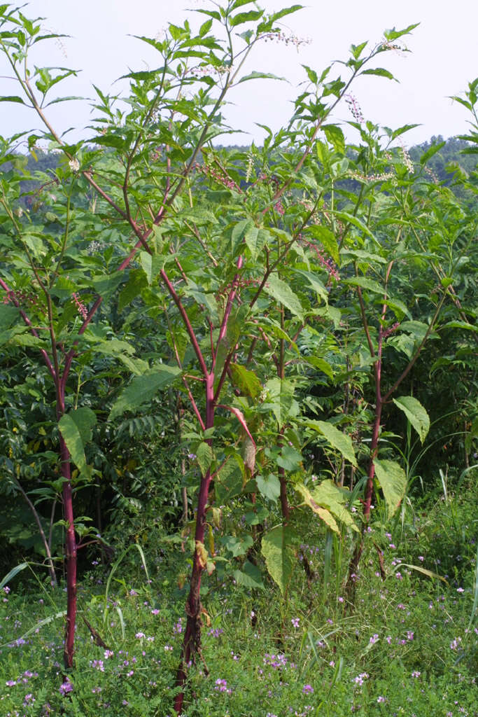 Image of pokeweed