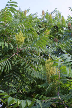 Image of sumac