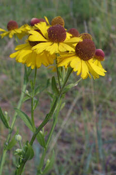 Image of sneezeweed