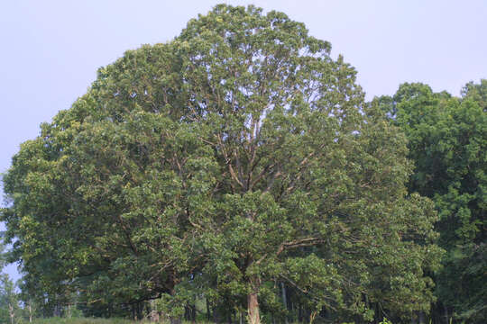 Imagem de Quercus stellata Wangenh.