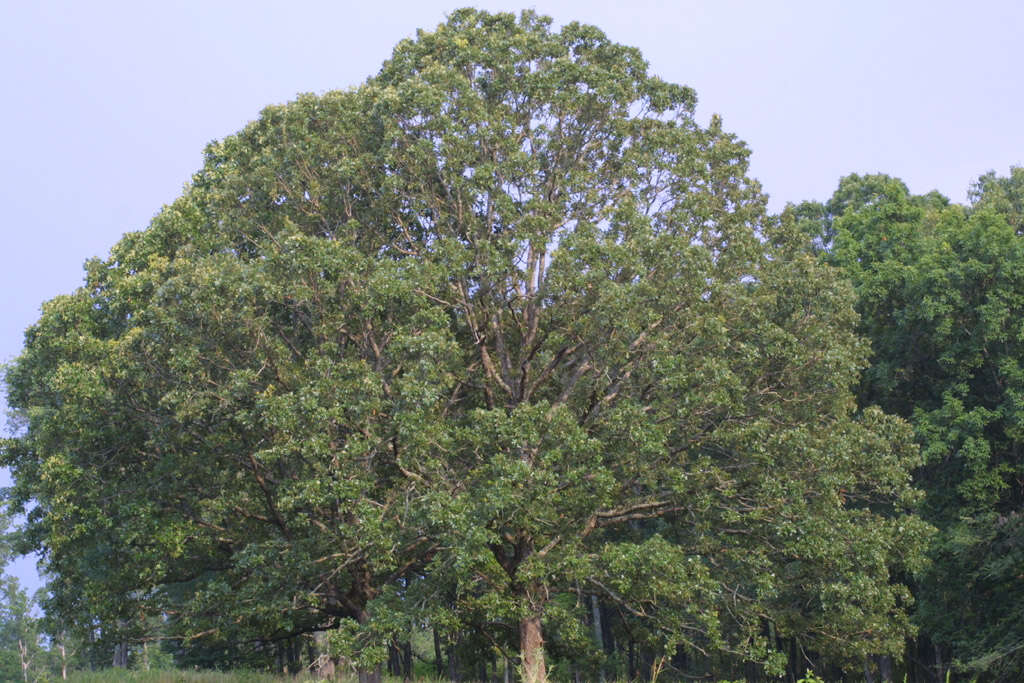 Image of Iron Oak