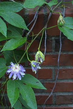 Plancia ëd Passiflora incarnata L.