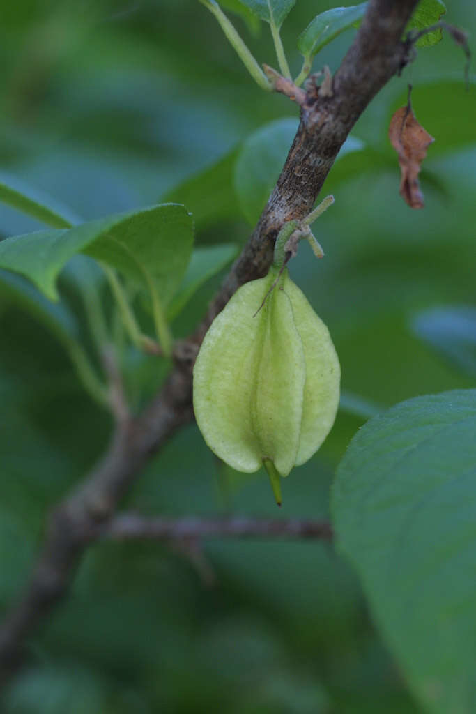 Image de Halesia