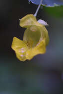 Image of Jewelweeds