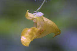 Image of Jewelweeds