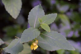 Image of Jewelweeds