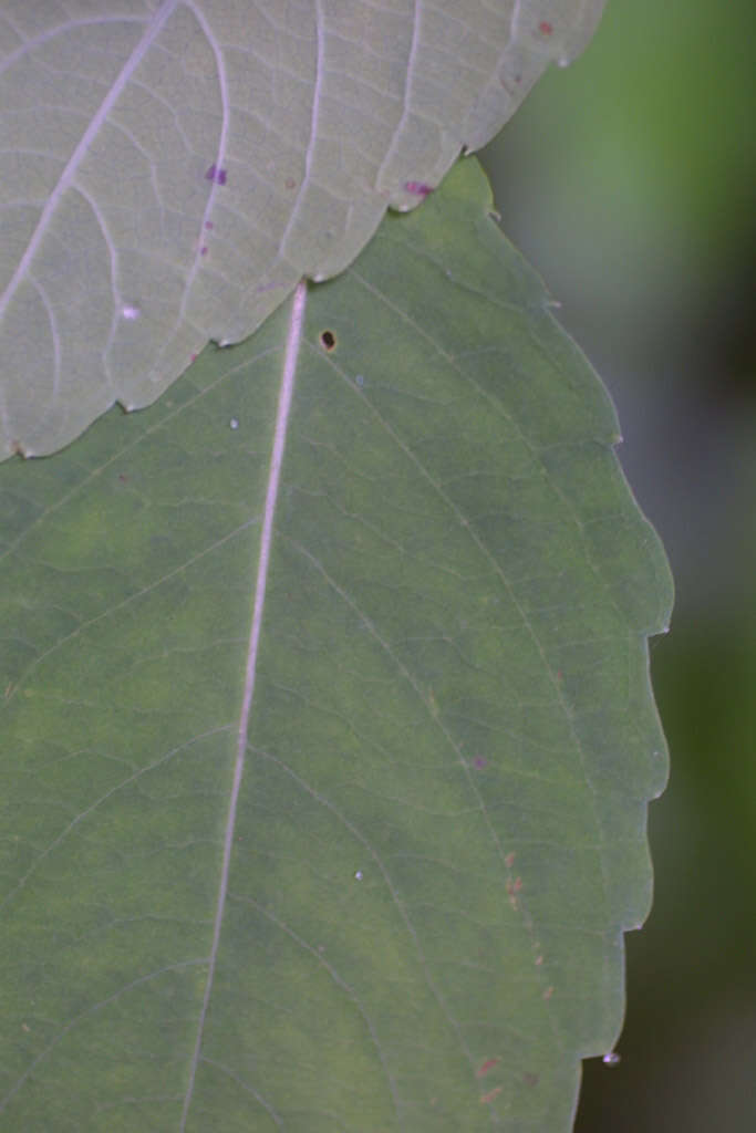 Image of Jewelweeds