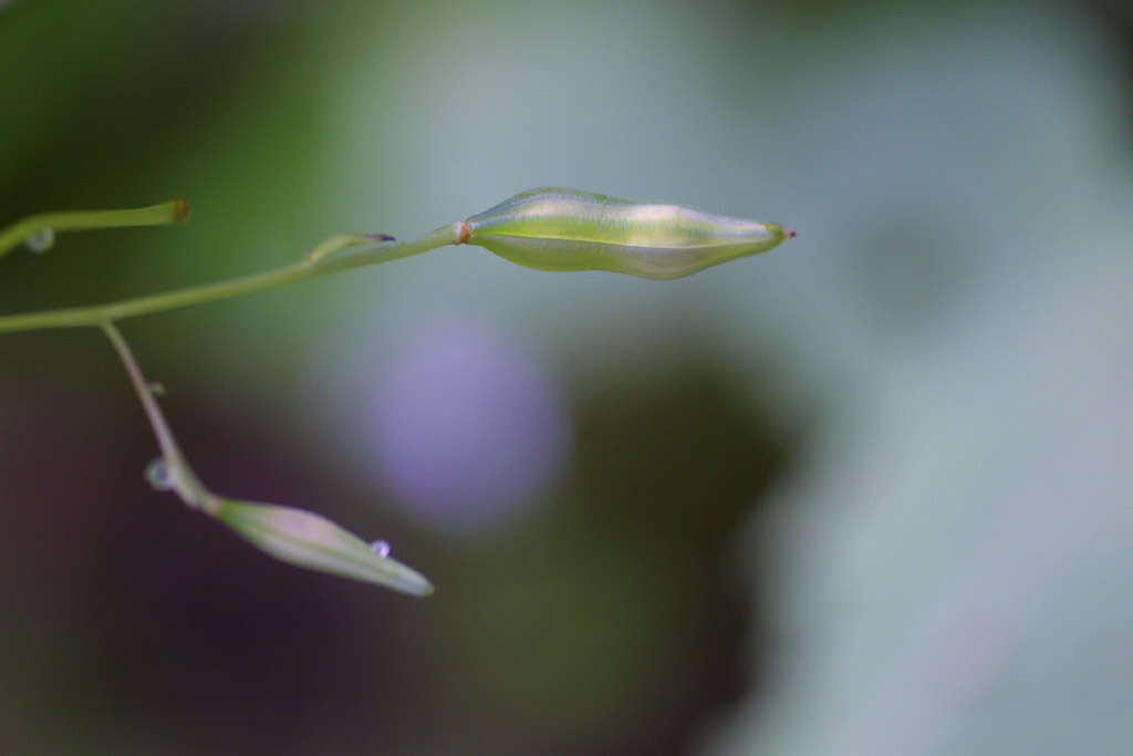 Image of Jewelweeds