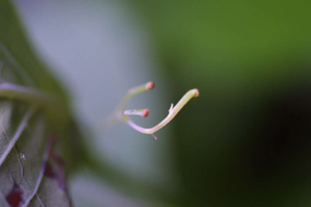 Image of Jewelweeds