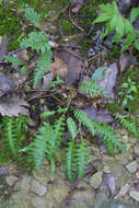 Image of fernleaf yellow false foxglove