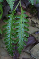 Image of fernleaf yellow false foxglove