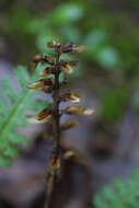 Image of fernleaf yellow false foxglove