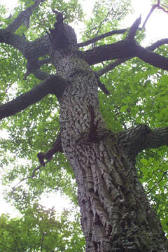 Image of Chestnut Oak