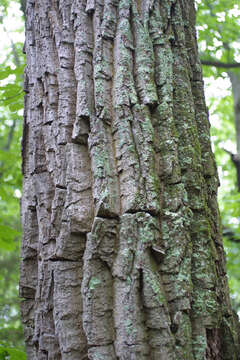 Image of Chestnut Oak