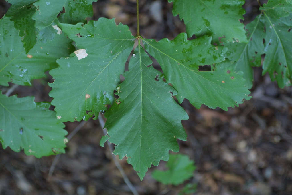 Слика од Quercus montana Willd.