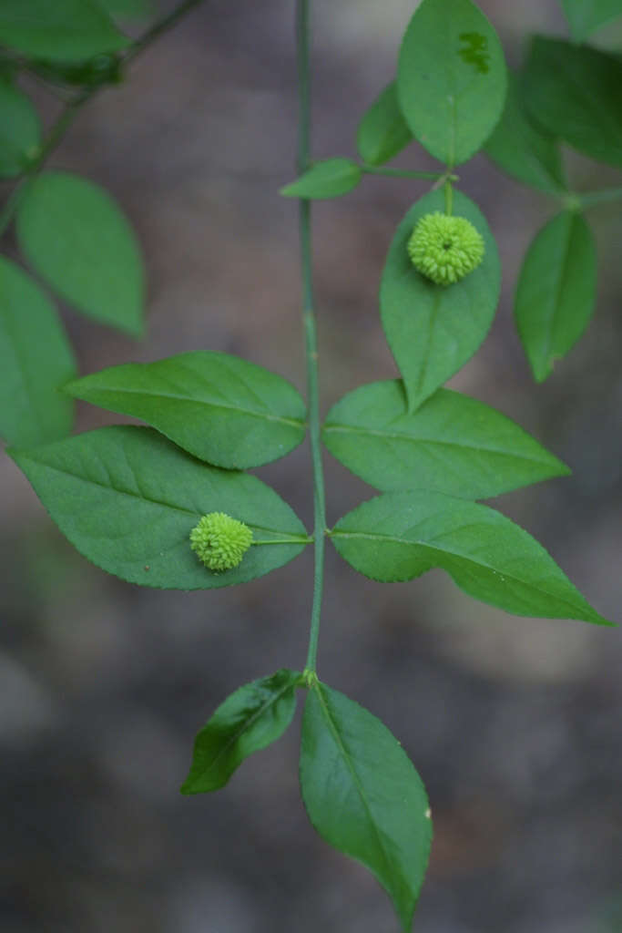 Imagem de Euonymus