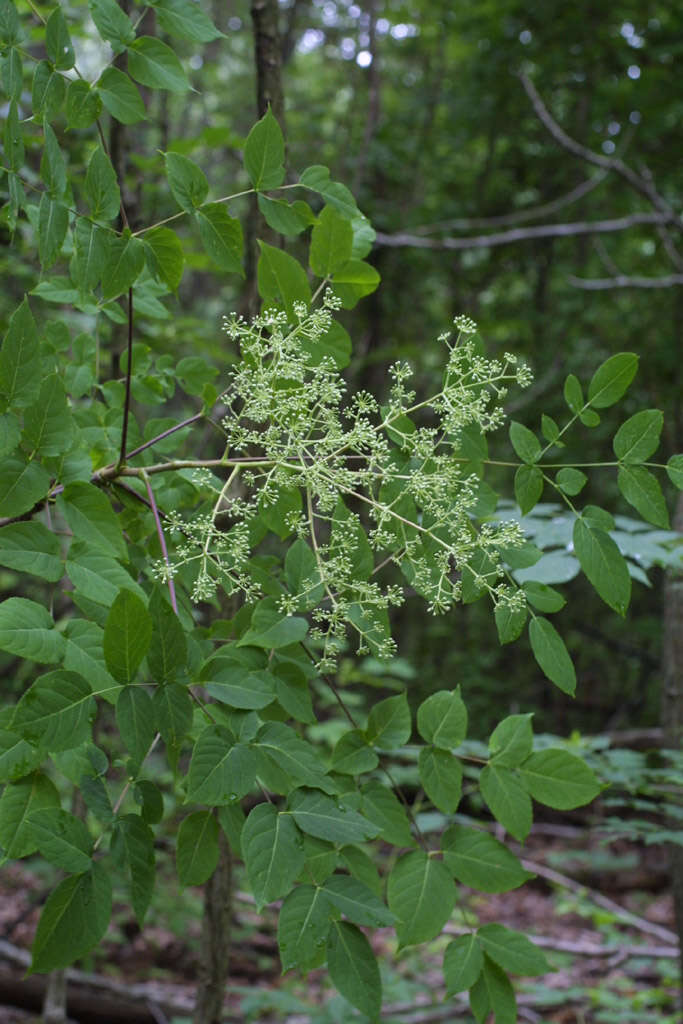 Image of spikenard