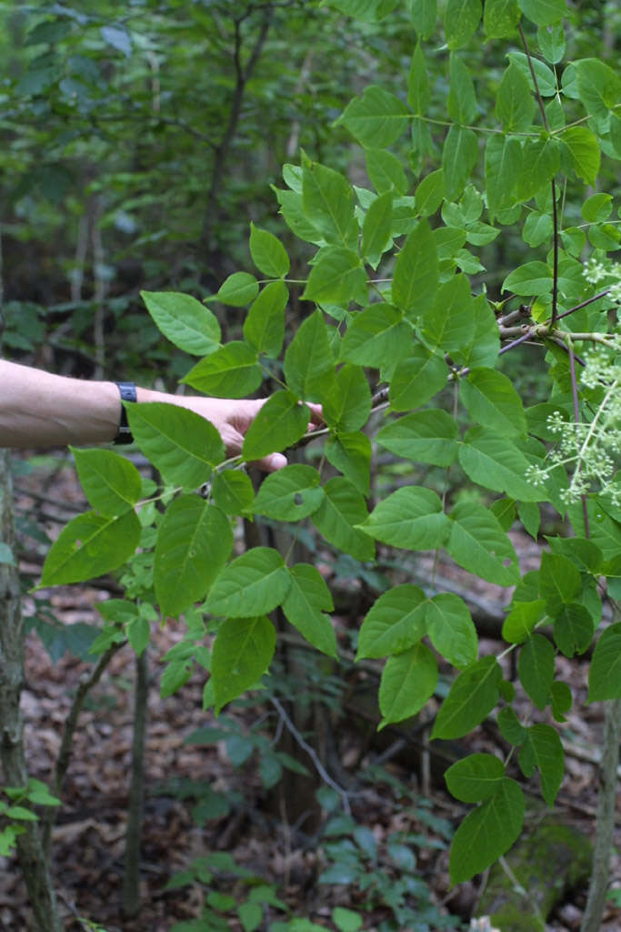 Image of spikenard