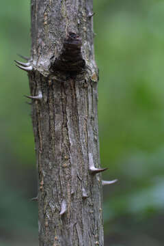 Image of spikenard