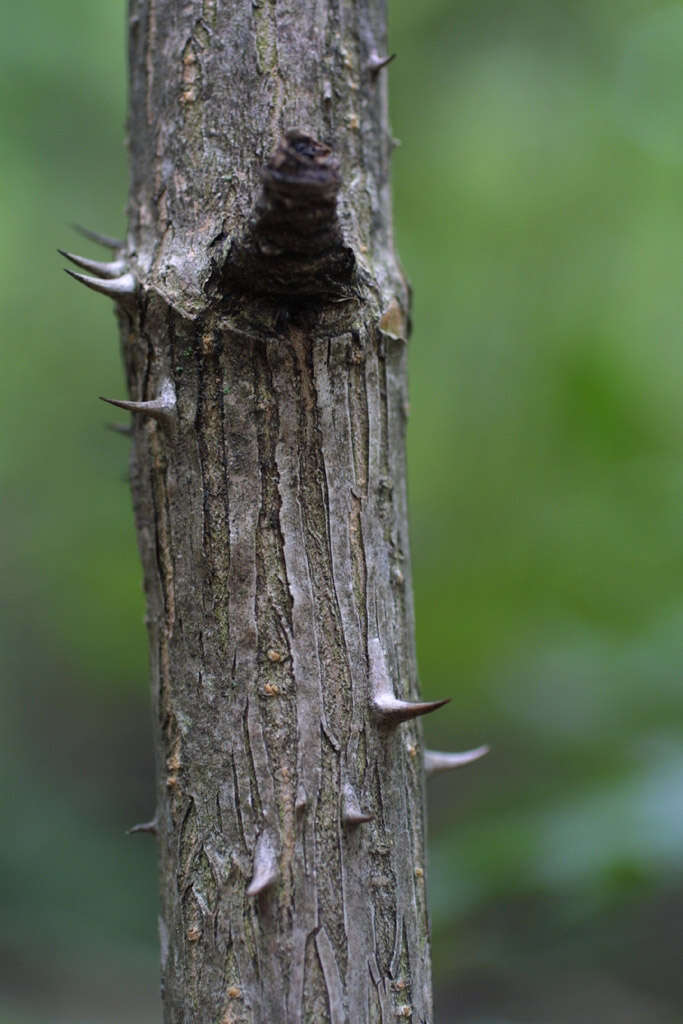 Image of spikenard