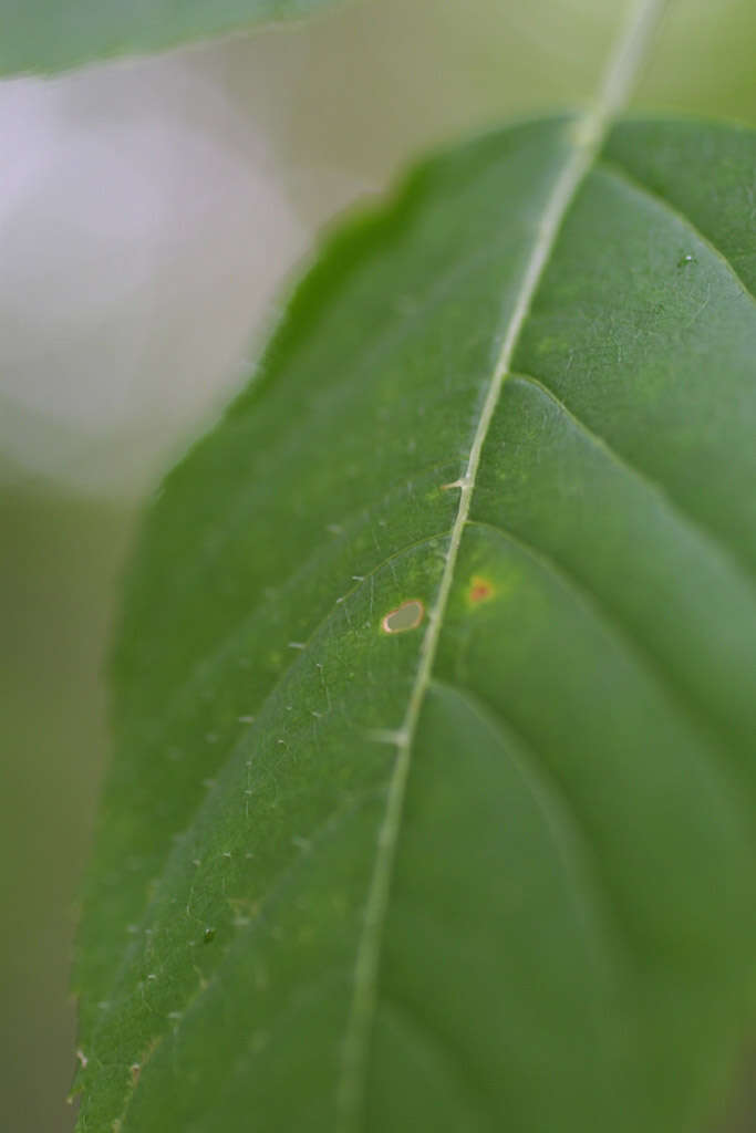 Image of spikenard