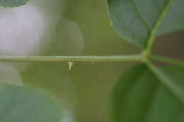 Image of spikenard