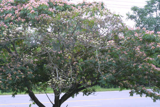 Image of albizia