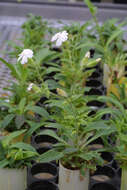 Imagem de Silene latifolia subsp. alba (Miller) Greuter & Burdet