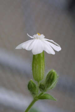 Image of bladder campion