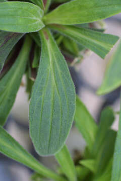 صورة Silene latifolia subsp. alba (Miller) Greuter & Burdet