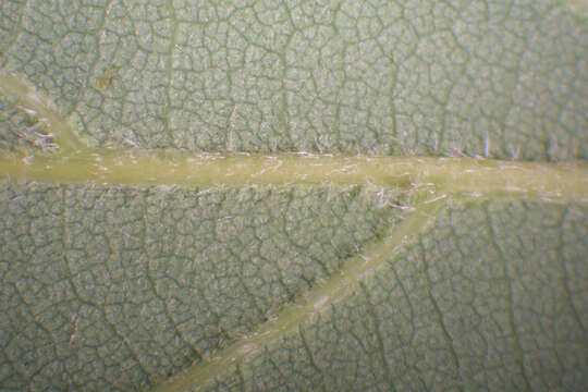 Image of Chestnut Oak