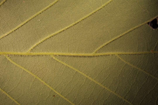 Image of Chestnut Oak