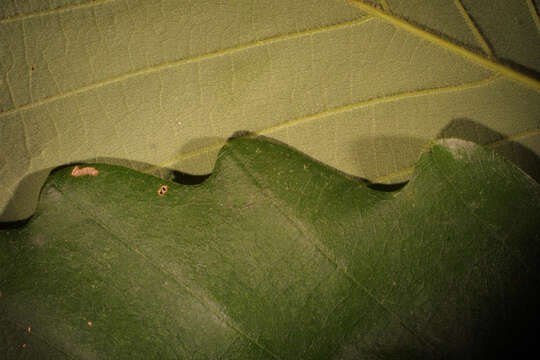 Слика од Quercus montana Willd.