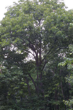 Image of shellbark hickory