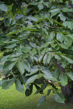 Image of shellbark hickory