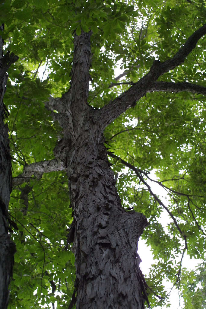 صورة Carya laciniosa (Michx. fil.) Loudon