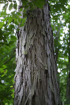 Image of shellbark hickory