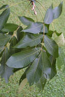 صورة Carya laciniosa (Michx. fil.) Loudon