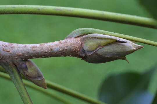 Image of shellbark hickory