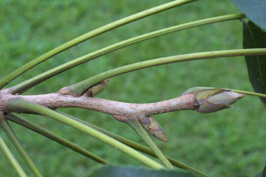 Image of shellbark hickory