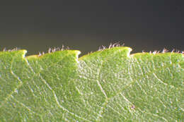 Image of shellbark hickory