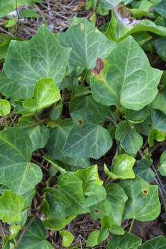 Image of ivy