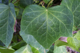 Image de Hedera