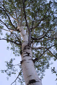 Image of Poplar