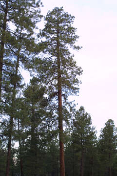 Image of Pine