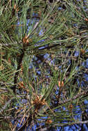 Image of Pine