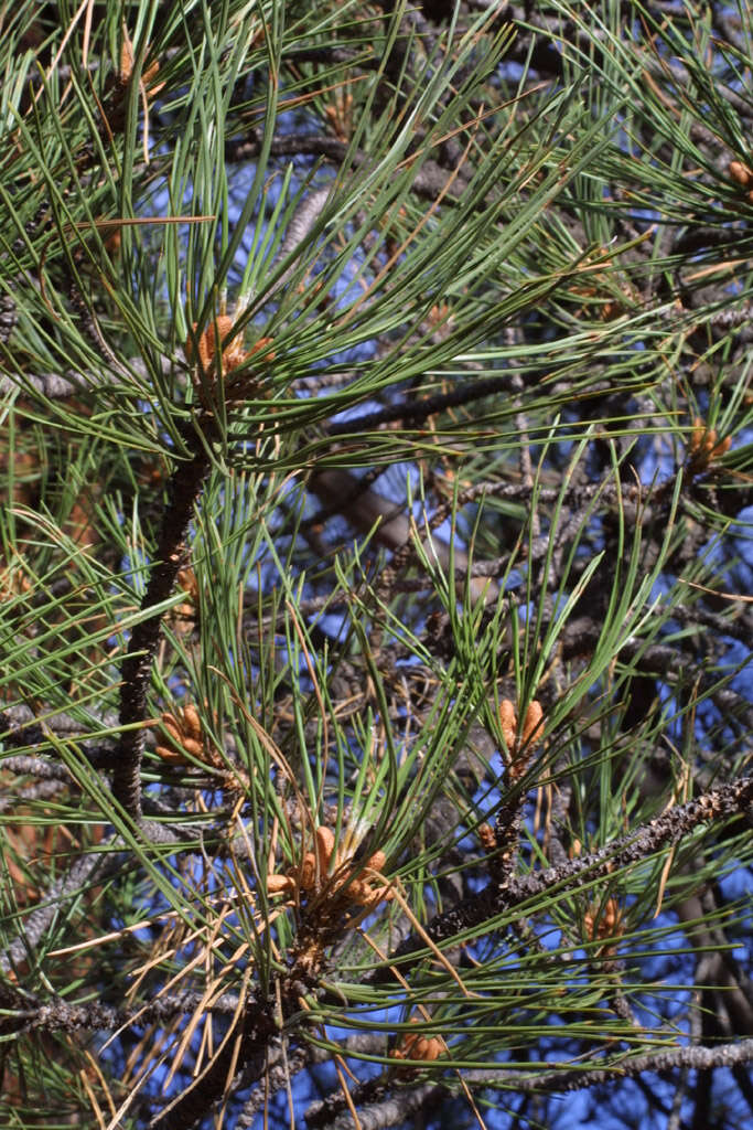 Image of Pine